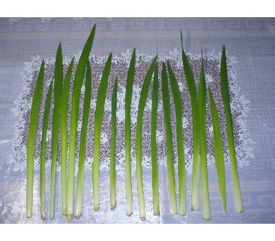 �t���ׂĕ���