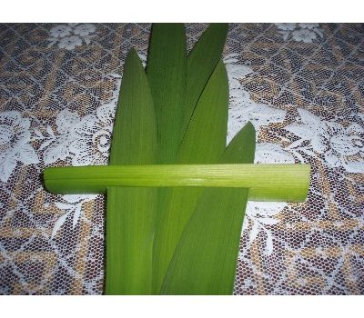 �Œ�t���t��